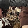 brown_clothing, cat, closeup, comfort, cozy, cute, domestic_animal, fur, gray_couch, hoodie, indoor, nap, paw, person, pet, relaxation, resting, sleeping, snuggling, tabby_cat
