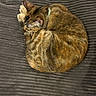 Maple joined the competition — help win amazing prizes! animal, blanket, cat, companion, cozy, curled_up, cute, domestic_cat, feline, fur, indoor, paw, pet, relaxed, resting, sleeping, soft, striped, tabby, whiskers