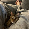 Maple joined the competition — help win amazing prizes! animal, bare_feet, casual, cat, comfort, couch, cozy, curious, fabric, feline, gray_sweatpants, home, human, indoor, legs, living_room, pet, relaxed, resting, tabby_cat