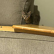 Maple is registered to the contest to win money with this photo: brown, cat, couch, cozy, curious, ears, face, furniture, indoors, kitten, living_room, peeking, shadow, small_pet, sofa, tabby_cat, texture, upholstery, whiskers, wooden_tray