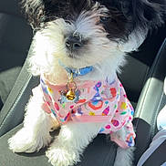 Penelope joined the competition — help win amazing prizes! puppy, dog, black_and_white, small_dog, fur, pet, car_seat, clothing, cute, sunlight, collar, indoor, adorable, sitting, young_dog, animal, seat, travel, accessory, bright