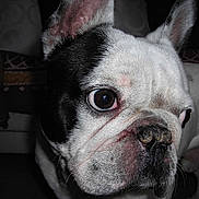 Rocky participe au concours pour gagner de l'argent avec cette photo :