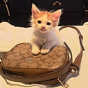 Peluche joined the competition — help win amazing prizes! accessory, animal, bed, brown, cat, closeup, curious, cute, feline, fur, handbag, indoor, kitten, lying, orange, pet, purse, small, soft, white