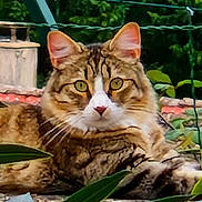 Happy participe au concours pour gagner de l'argent avec cette photo : cat, tabby, animal, feline, outdoor, greenery, plants, stone, ledge, ears, whiskers, eyes, fur, nature, resting, closeup, portrait, mammal, pet, wildlife