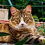 cat, tabby, animal, feline, outdoor, greenery, plants, stone, ledge, ears, whiskers, eyes, fur, nature, resting, closeup, portrait, mammal, pet, wildlife