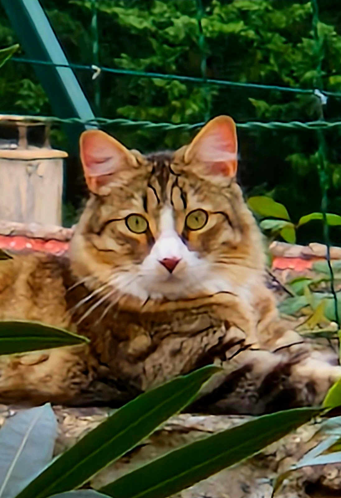 Happy participe au concours pour gagner de l'argent avec cette photo : cat, tabby, animal, feline, outdoor, greenery, plants, stone, ledge, ears, whiskers, eyes, fur, nature, resting, closeup, portrait, mammal, pet, wildlife
