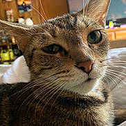 Freaky is registered to the contest to win money with this photo: animal, background, bed, cat, close_up, cozy, curious, domestic, eyes, face, feline, fur, home, indoor, pet, relaxed, sleeping_area, tabby, whiskers, wooden_furniture