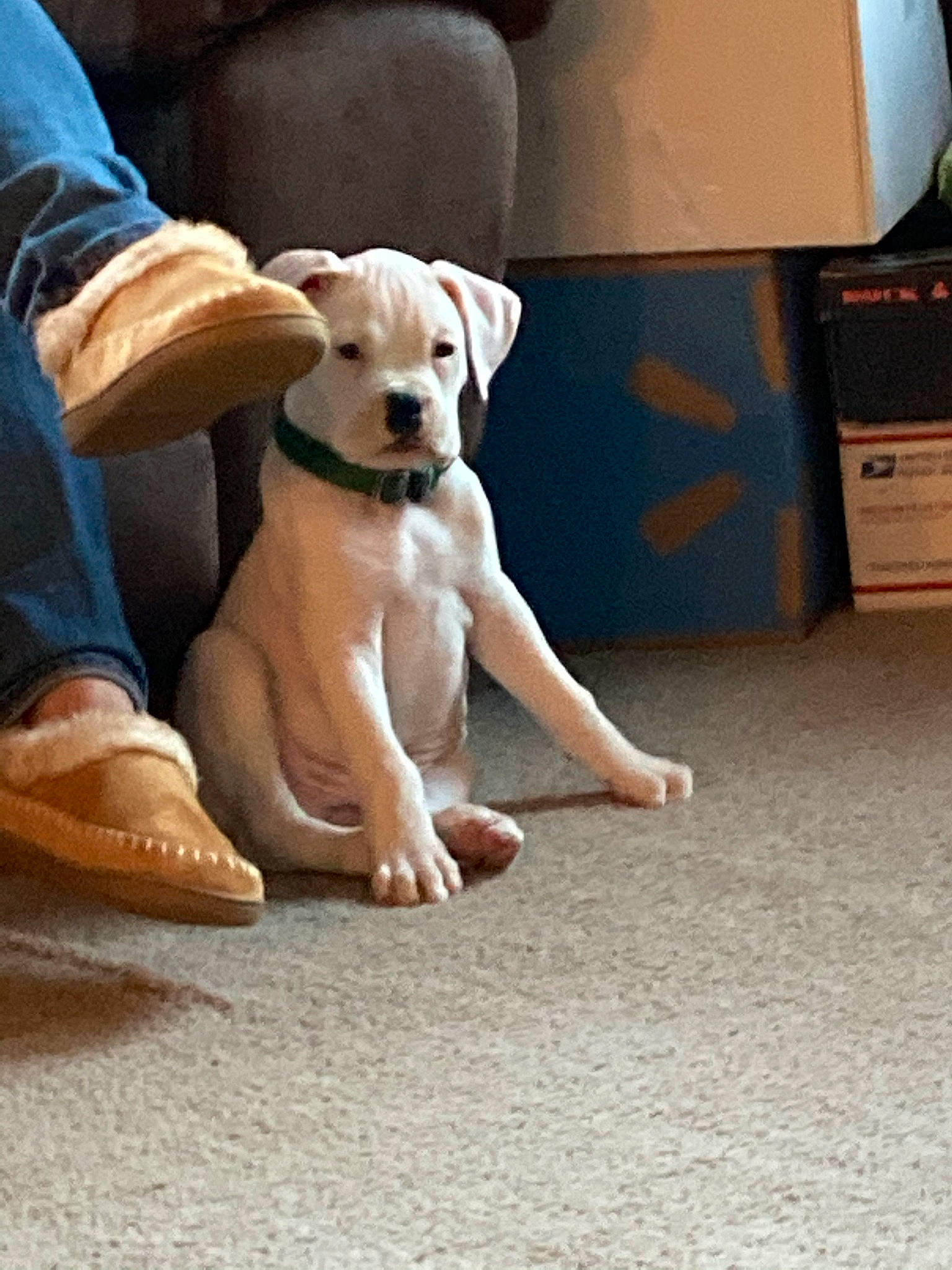 Cooper is registered to the contest to win money with this photo: ball, box, carnivore, comfort, companion_dog, couch, dog, dog_breed, dog_collar, fawn, flooring, hardwood, human_leg, knee, paw, shipping_box, snout, thigh, wood, working_animal