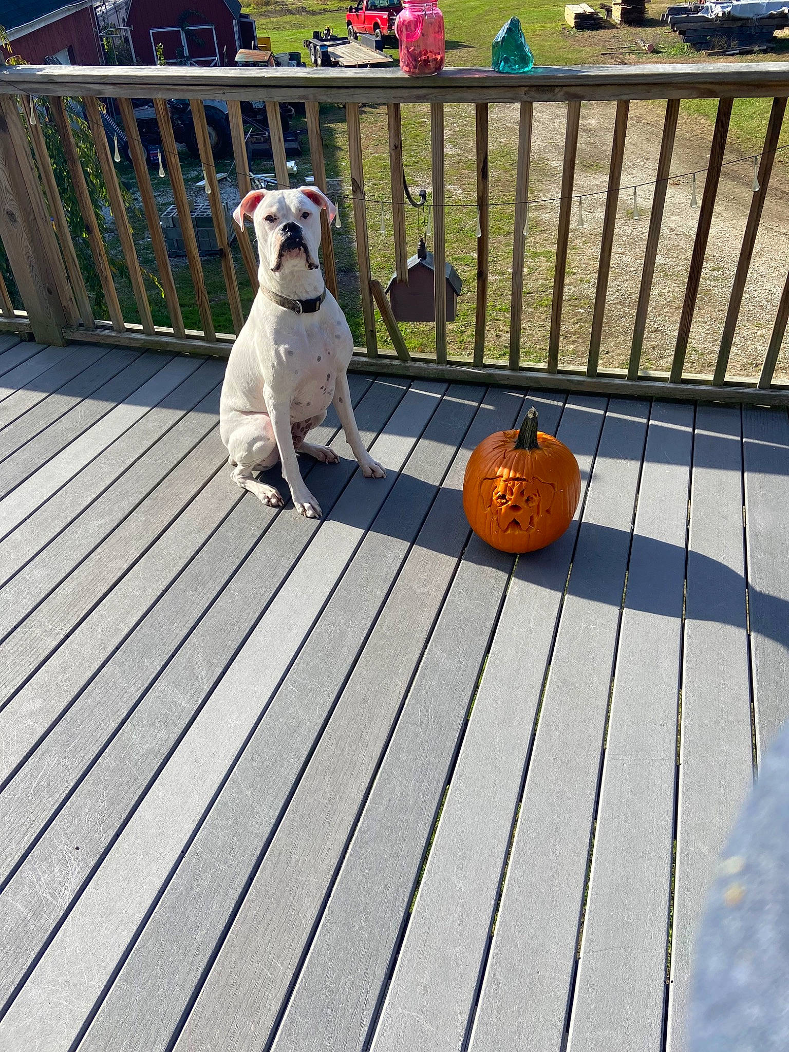 Cooper is registered to the contest to win money with this photo: carnivore, collar, companion_dog, deck, dog, dog_breed, dog_collar, dog_supply, fawn, flooring, hardwood, laminate_flooring, musical_instrument, outdoor_furniture, plant, porch, sidewalk, sporting_group, toy_dog, wood