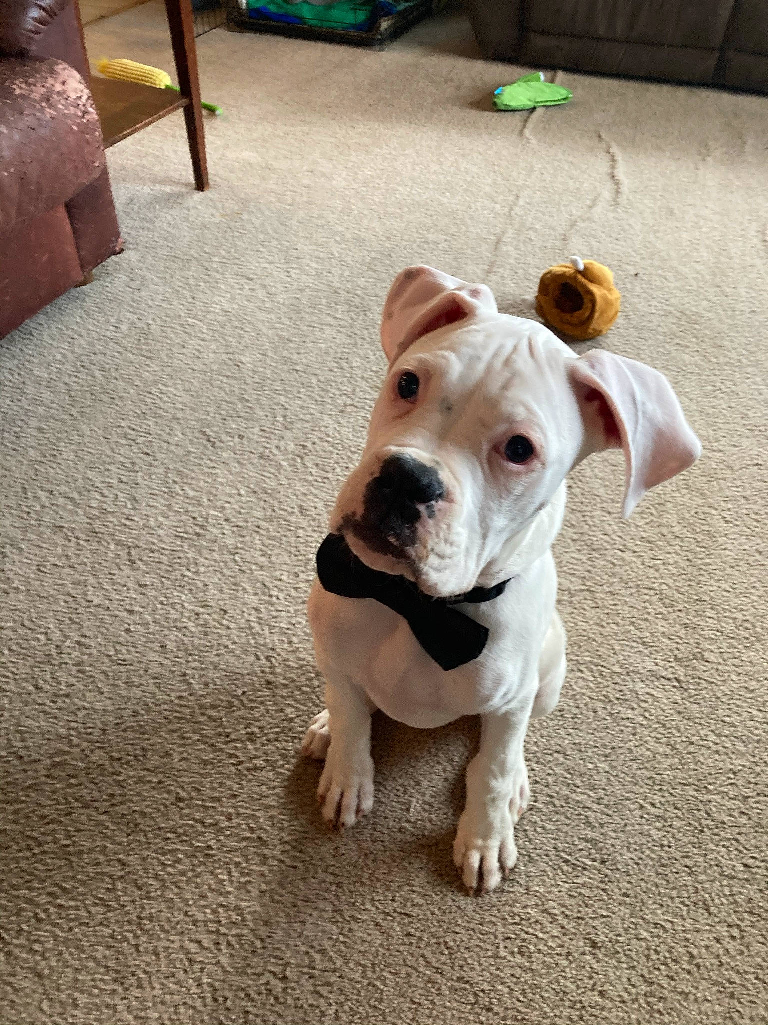 Cooper joined the competition — help win amazing prizes! bulldog, canidae, carnivore, collar, companion_dog, dog, dog_breed, dog_collar, dog_supply, ear, fawn, flooring, fur, leash, paw, sporting_group, tail, whiskers, working_animal, working_dog