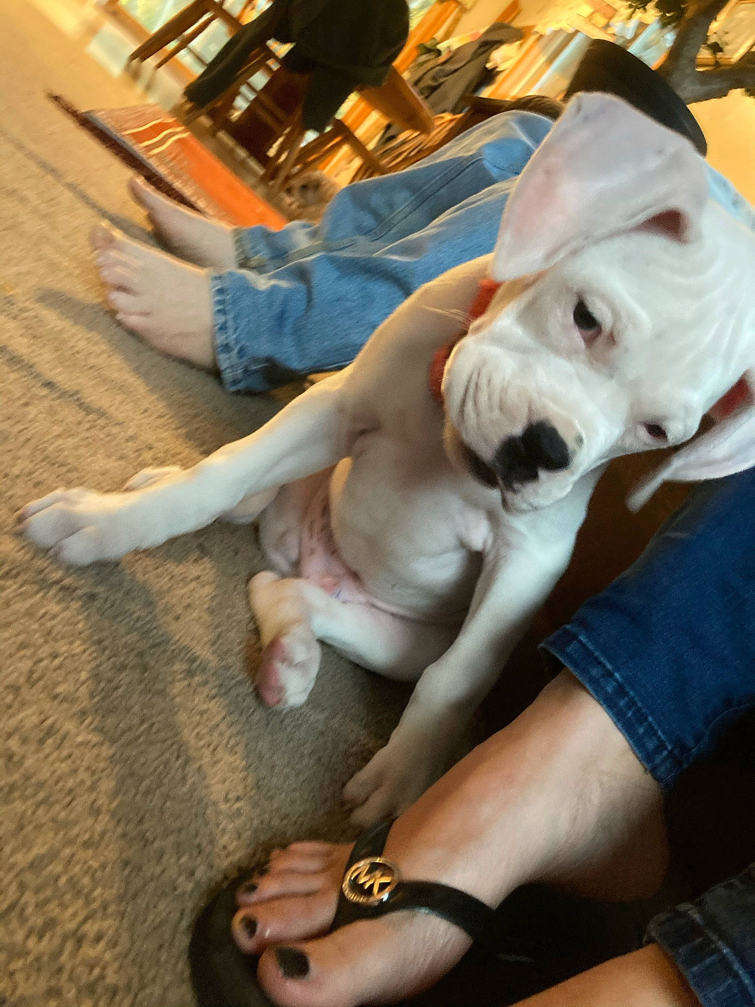 Cooper is registered to the contest to win money with this photo: bulldog, carnivore, chair, comfort, companion_dog, dog, dog_breed, dog_clothes, elbow, fawn, flooring, foot, human_leg, snout, sporting_group, toy_dog, watch, working_animal, wrinkle, wrist