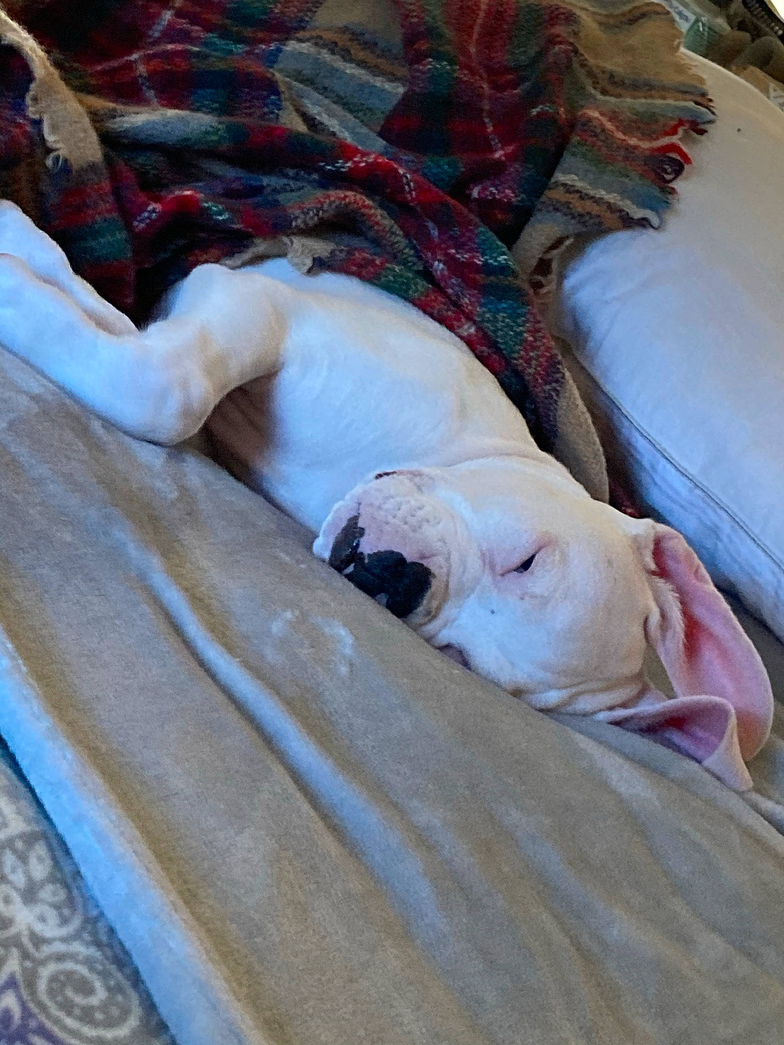 Cooper joined the competition — help win amazing prizes! bedding, canidae, carnivore, comfort, companion_dog, dog, dog_breed, duvet, fawn, felidae, fur, hardwood, linens, nap, sleep, sporting_group, terrestrial_animal, wood, working_animal, wrinkle