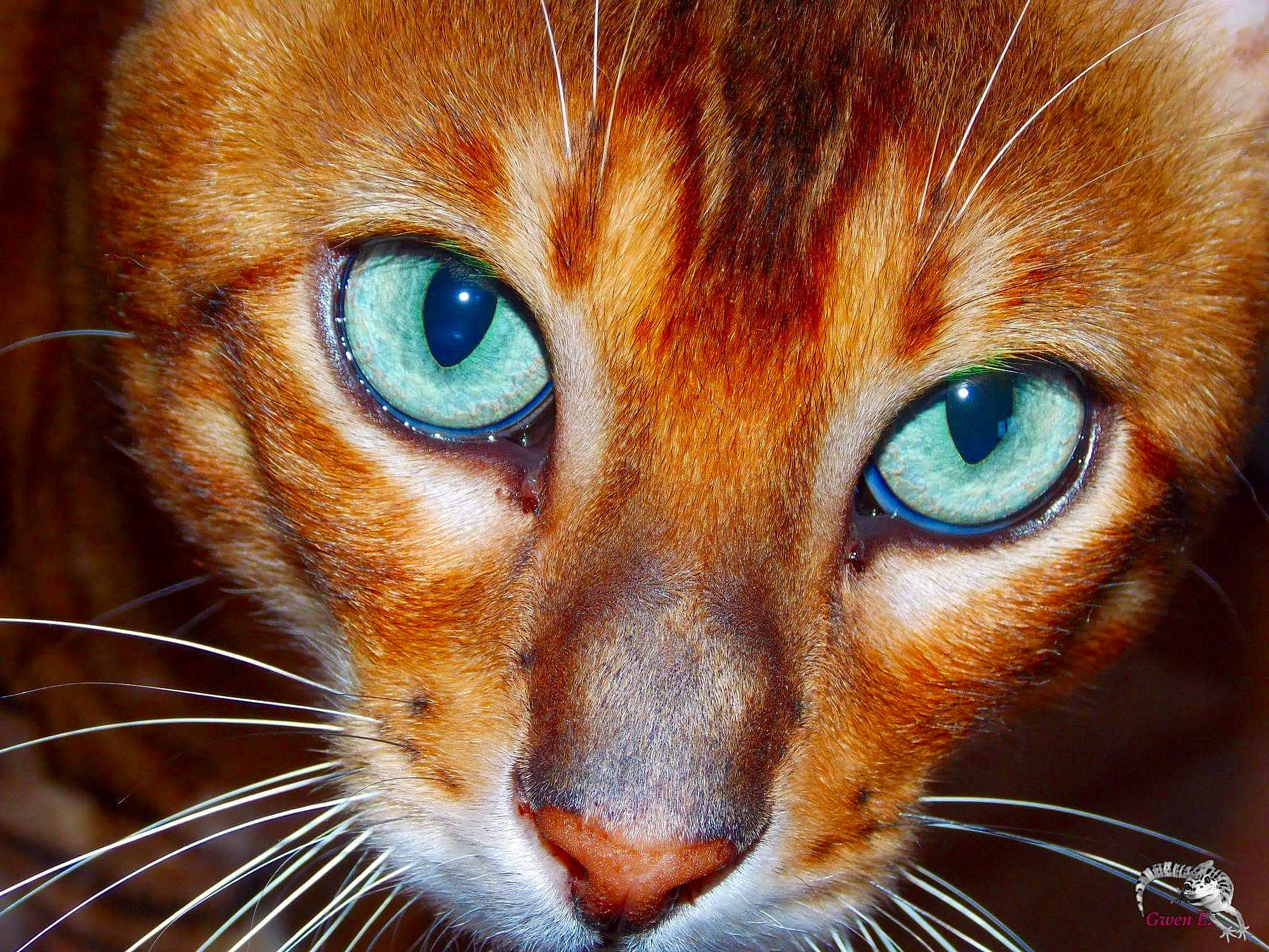 Irish Coffee participe au concours pour gagner de l'argent avec cette photo : abyssinian, bengal, carnivore, cat, close_up, eye, face, felidae, fur, head, iris, mammal, nose, organ, organism, photography, singapura, small_to_medium_sized_cats, snout, whiskers
