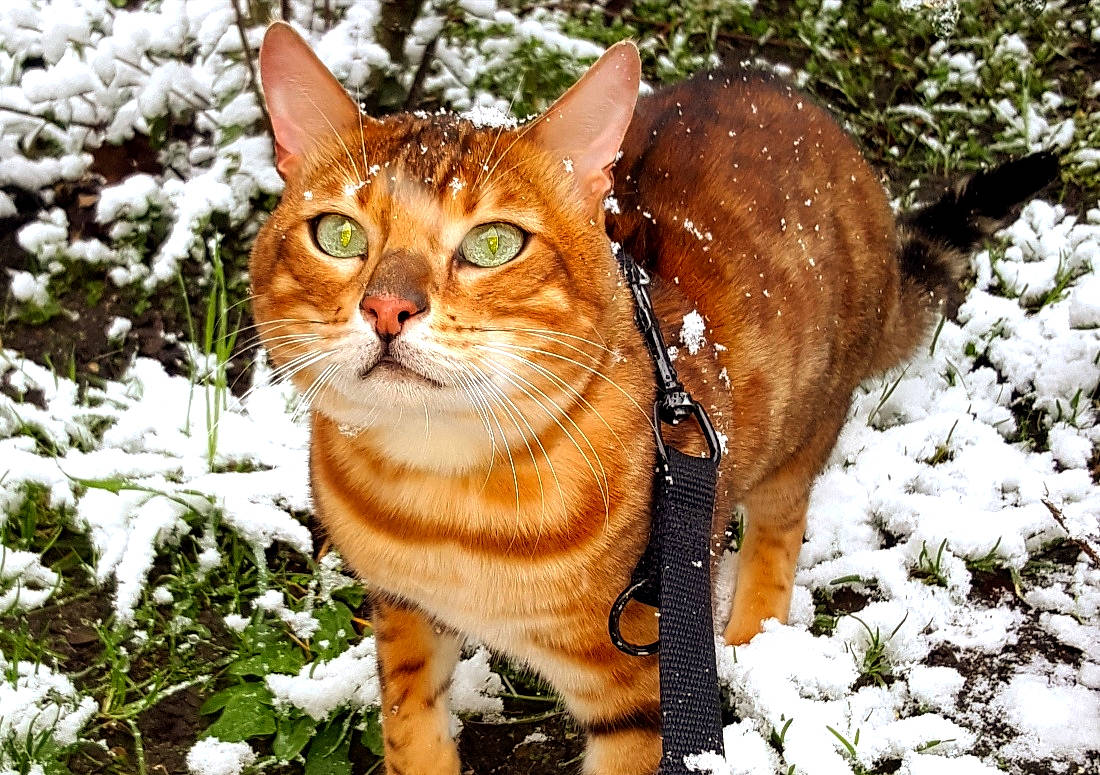 Irish Coffee participe au concours pour gagner de l'argent avec cette photo : aegean_cat, american_wirehair, carnivore, cat, domestic_short_haired_cat, european_shorthair, fawn, felidae, fur, mammal, plant, small_to_medium_sized_cats, snout, snow, tabby_cat, tree, vertebrate, whiskers, wildlife, winter