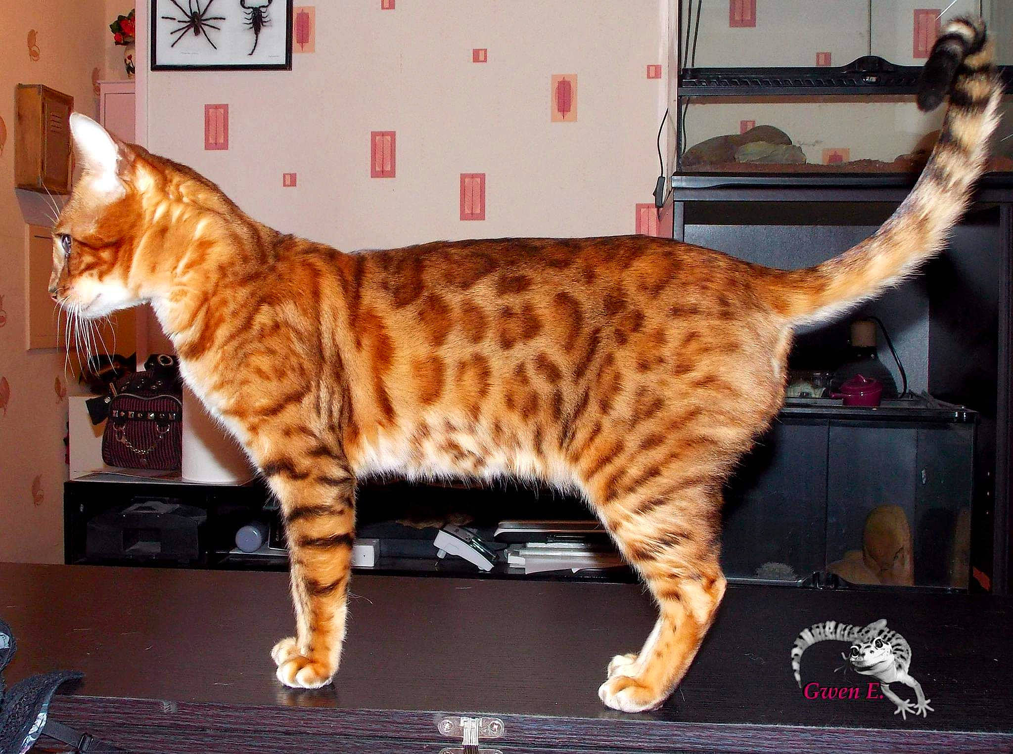 Irish Coffee participe au concours pour gagner de l'argent avec cette photo : arabian_mau, asian, bengal, california_spangled, carnivore, cat, domestic_short_haired_cat, dragon_li, european_shorthair, felidae, kitten, mammal, ocicat, small_to_medium_sized_cats, sokoke, tabby_cat, tail, toyger, vertebrate, whiskers