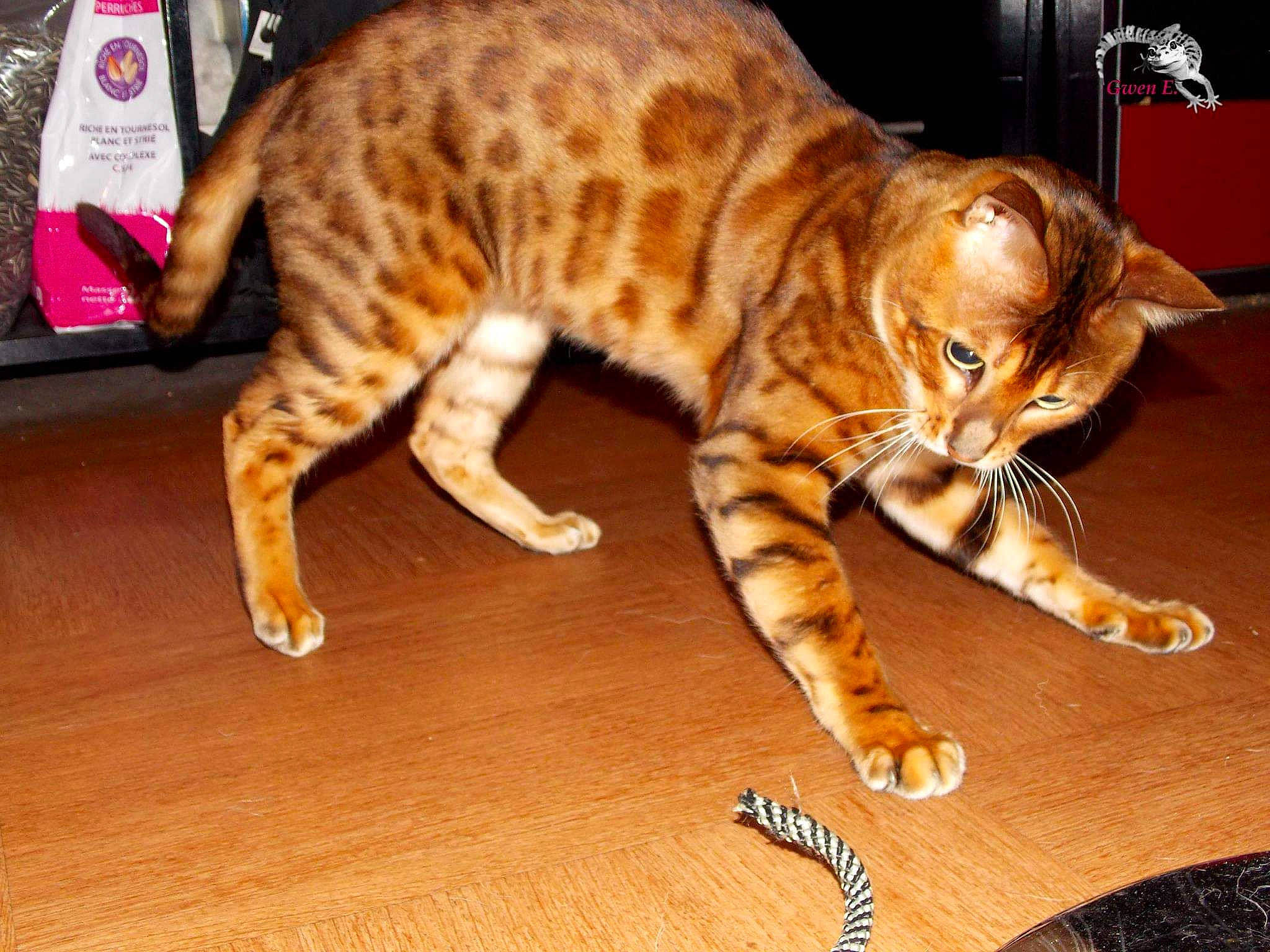 Irish Coffee a rejoint le concours — aidez-le/la à gagner de superbes lots ! arabian_mau, asian, australian_mist, bengal, california_spangled, carnivore, cat, domestic_short_haired_cat, dragon_li, european_shorthair, felidae, kitten, mammal, ocicat, small_to_medium_sized_cats, sokoke, tabby_cat, toyger, vertebrate, whiskers