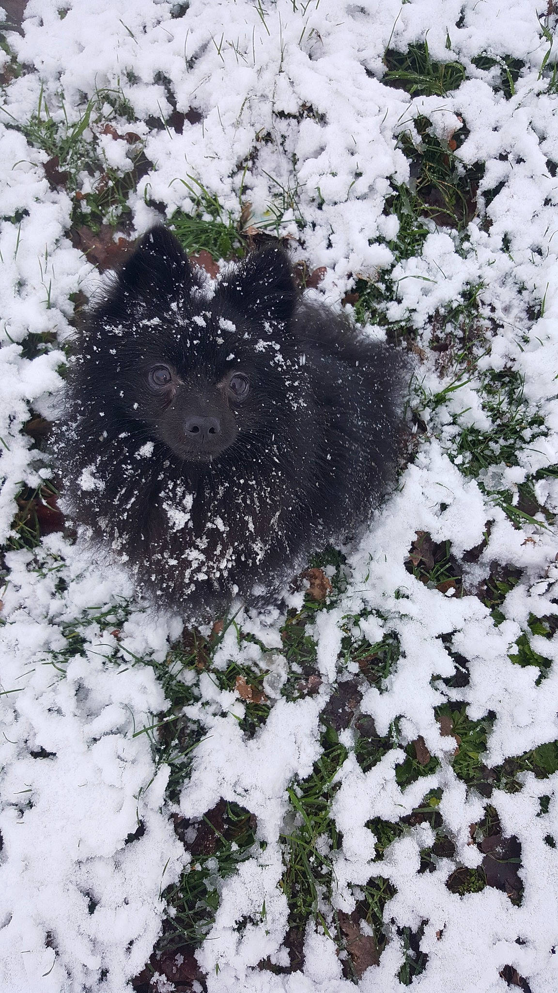 Blacky a rejoint le concours — aidez-le/la à gagner de superbes lots ! freezing, frost, plant, snow, tree, winter