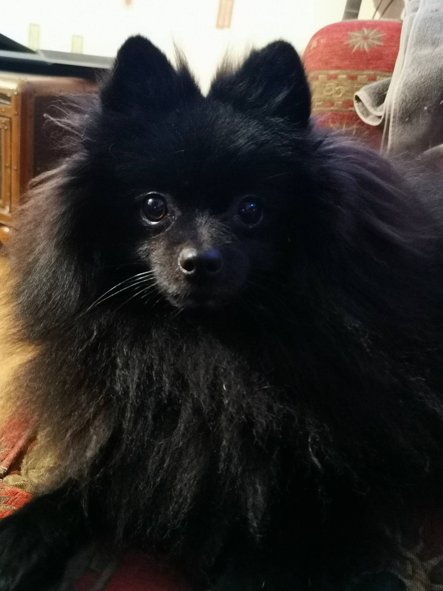 Blacky a rejoint le concours — aidez-le/la à gagner de superbes lots ! canidae, carnivore, companion_dog, dog, dog_breed, fur, german_spitz, german_spitz_klein, german_spitz_mittel, mammal, non_sporting_group, pomeranian, puppy, spitz, toy_dog, vertebrate