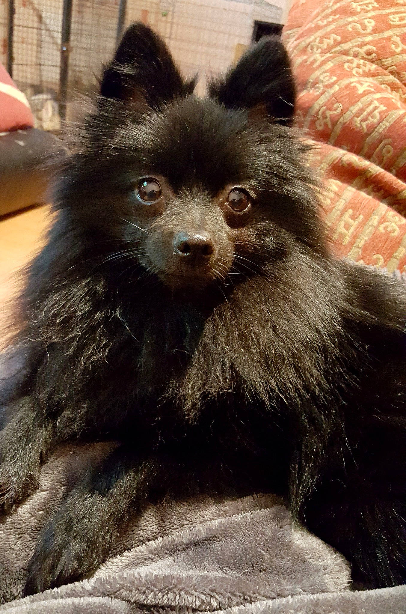 Blacky participe au concours pour gagner de l'argent avec cette photo : canidae, carnivore, companion_dog, dog, dog_breed, fur, german_spitz, german_spitz_klein, german_spitz_mittel, mammal, non_sporting_group, pomeranian, spitz, toy_dog, vertebrate, whiskers