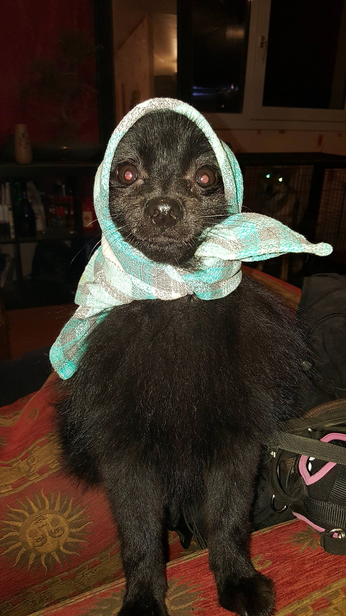 Blacky a rejoint le concours — aidez-le/la à gagner de superbes lots ! canidae, carnivore, dog, dog_breed, fur, mammal, rare_breed_dog, schipperke, snout, sporting_group, vertebrate