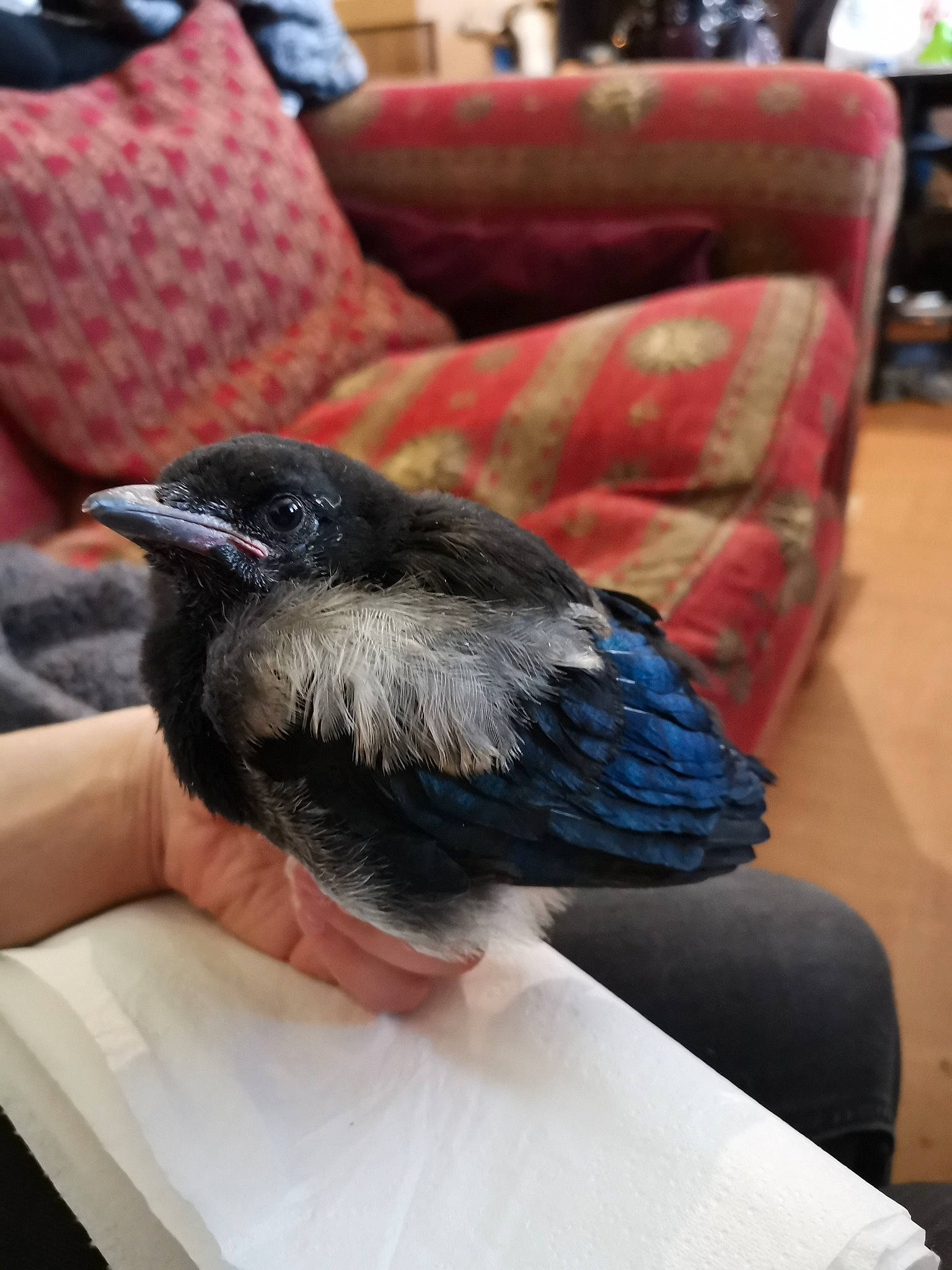 Piwi a rejoint le concours — aidez-le/la à gagner de superbes lots ! beak, bird, crow, crow_like_bird, eurasian_magpie, feather, jay, magpie, perching_bird