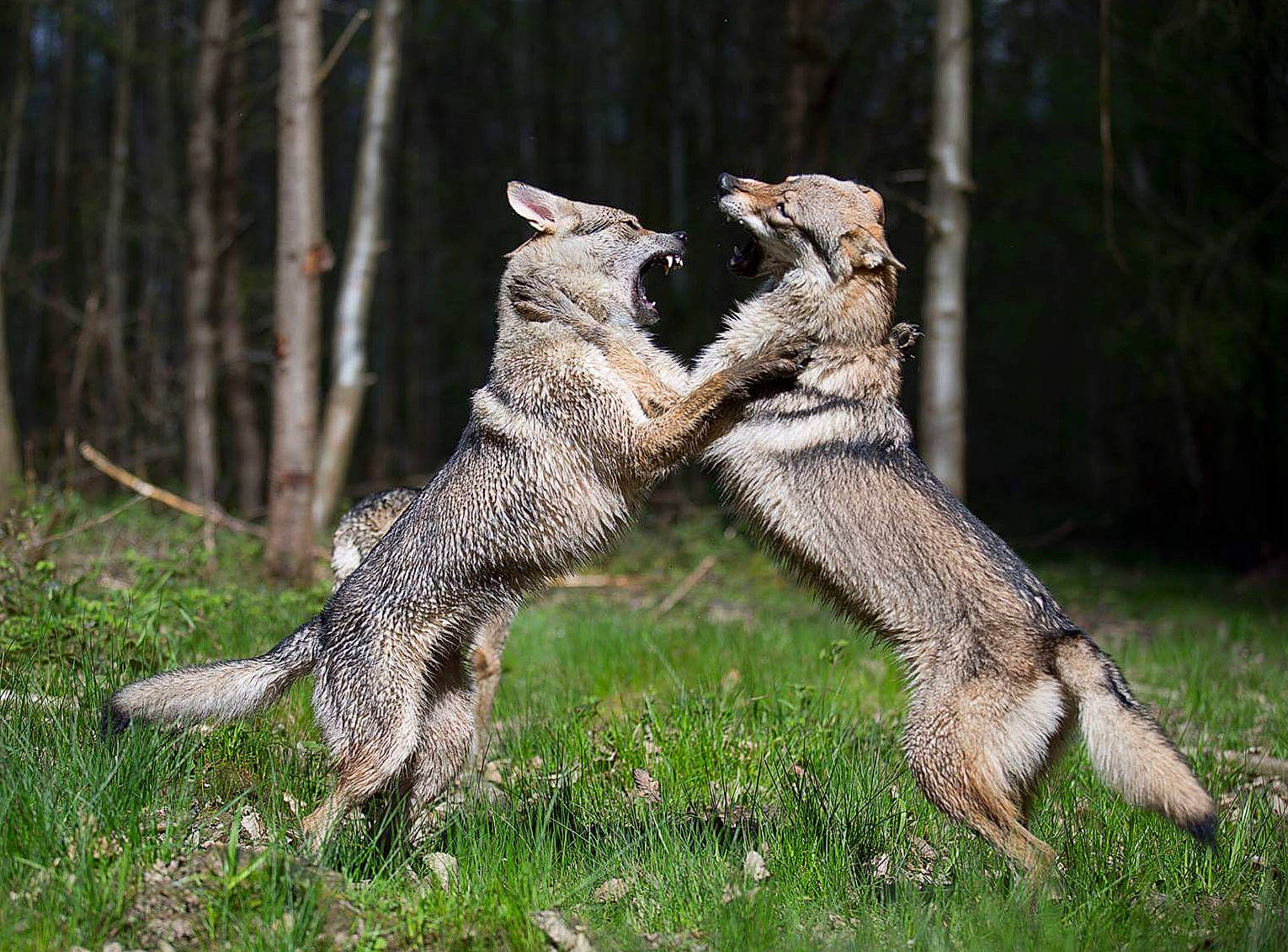 Ragnar Et Hinamie a rejoint le concours — aidez-le/la à gagner de superbes lots ! canidae, canis, carnivore, coyote, czechoslovakian_wolfdog, dog, dog_breed, grey_fox, mammal, saarloos_wolfdog, tail, vertebrate, wildlife, wolfdog