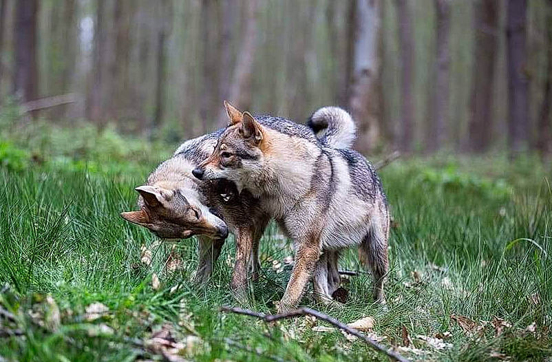 Ragnar Et Hinamie a rejoint le concours — aidez-le/la à gagner de superbes lots ! canidae, canis, carnivore, czechoslovakian_wolfdog, dog, dog_breed, east_siberian_laika, mammal, northern_inuit_dog, norwegian_elkhound, saarloos_wolfdog, shikoku, sporting_group, swedish_vallhund, vertebrate, west_siberian_laika, wildlife, wolfdog