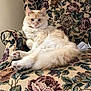 Gizmo is registered to the contest to win money with this photo: cat, fluffy, cream_colored, armchair, floral_pattern, furniture, indoor, pet, relaxed, sitting, paw, tail, animal, cute, looking_at_camera, cozy, home, soft, domestic_cat, feline