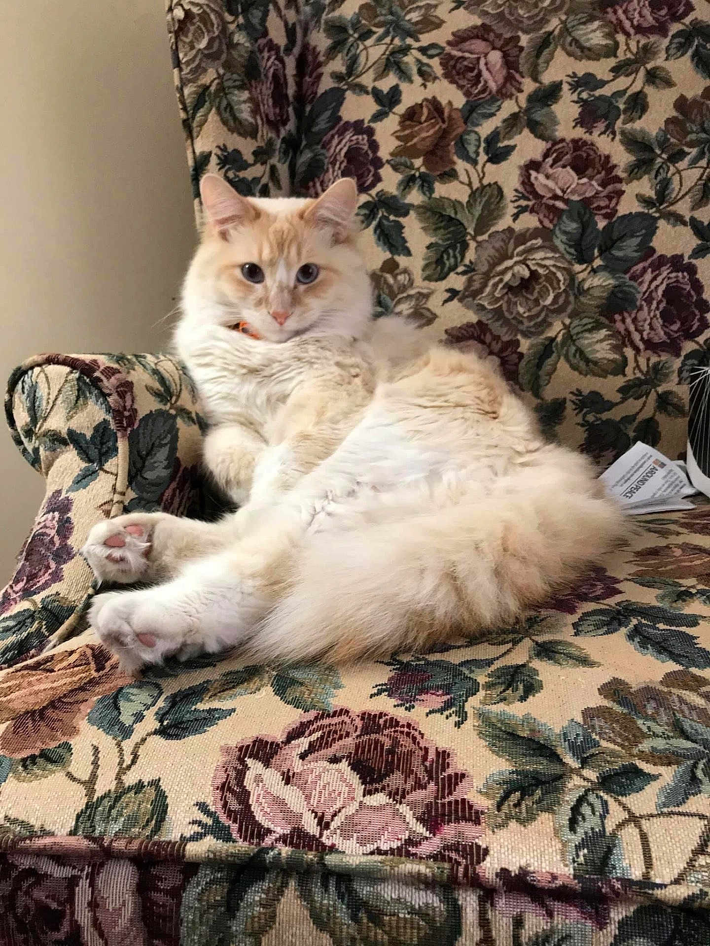 Gizmo
