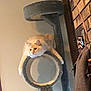 Gizmo is registered to the contest to win money with this photo: cat, cat_tree, furniture, indoor, wall, brick_wall, perch, relaxed, fluffy, cream_colored, pet, animal, cozy, home, curious, sprawled, lazy, domestic, household, resting