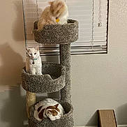 Gizmo is registered to the contest to win money with this photo: cat, cat_tree, carpet, indoor, window, blinds, scratching_board, feline, pet, sleeping, sitting, multi_level, gray, white, orange, collar, fluffy, relaxed, domestic, animal