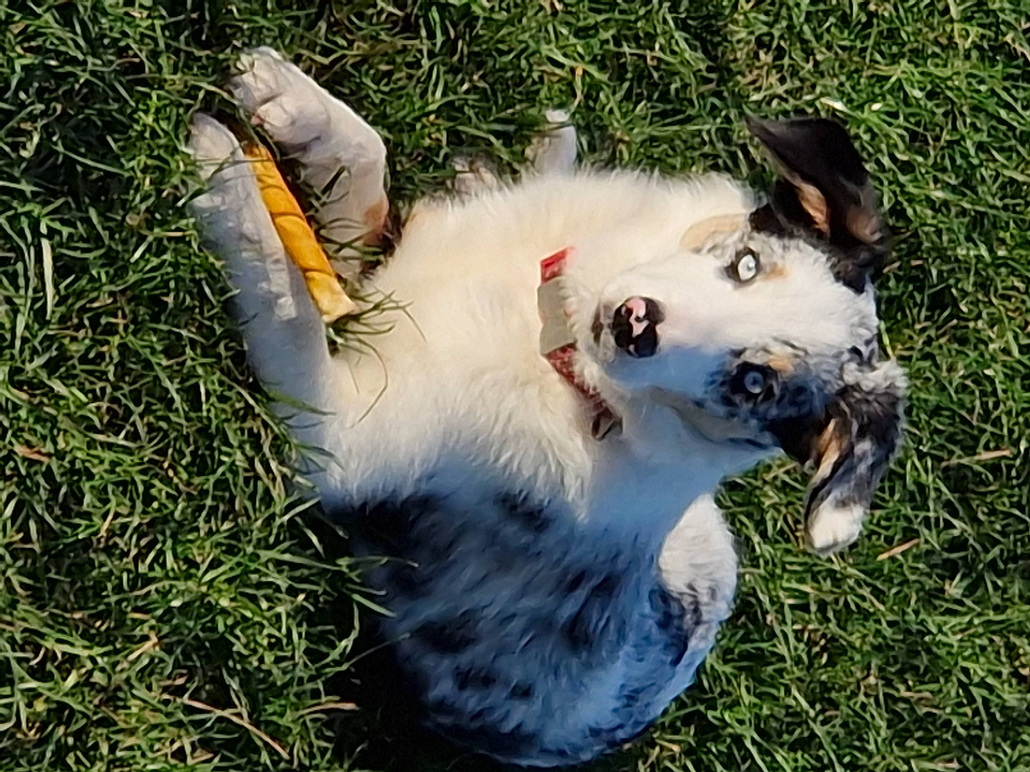 Jess joined the competition — help win amazing prizes! canidae, carnivore, collar, companion_dog, dog, dog_breed, dog_supply, fashion_accessory, fawn, grass, herding_dog, leash, plant, recreation, scotch_collie, snout, sporting_group, tail, tree, whiskers