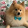 Tuffy joined the competition — help win amazing prizes! dog, pomeranian, fluffy, bow_tie, blue, pet, animal, cute, portrait, indoor, floral_background, decorative, small_dog, fur, laying_down, paw, adorable, companion, domestic_animal, relaxed