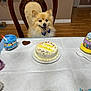 Tuffy joined the competition — help win amazing prizes! dog, birthday_cake, table, chair, bow_tie, happy, celebration, indoor, wooden_floor, decorations, cake, pet_party, smiling, fur, toy, spoon, wall, floor, food, festive