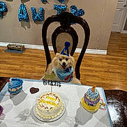Tuffy is registered to the contest to win money with this photo: dog, birthday_hat, birthday_cake, party, balloons, chair, table, wooden_floor, wall, toy, celebration, cake_toppers, sprinkles, happy_dog, indoor, decorations, bandana, festive, smiling, pet_party
