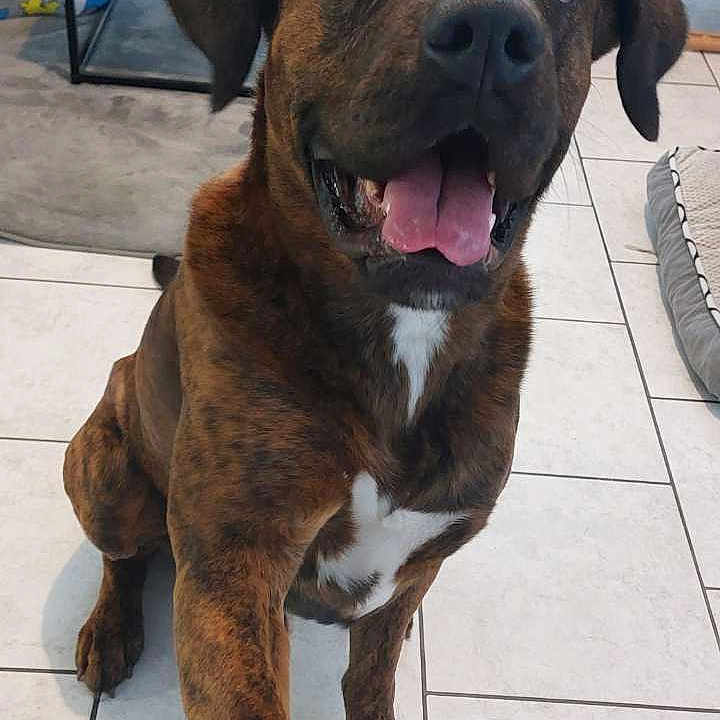Gribouille participe au concours pour gagner de l'argent avec cette photo : animal, brindle, chair, cup, dog, dog_bed, friendly, happy, household, indoor, living_room, mammal, paw, person, pet, smiling, table, tile_floor, tongue_out, window
