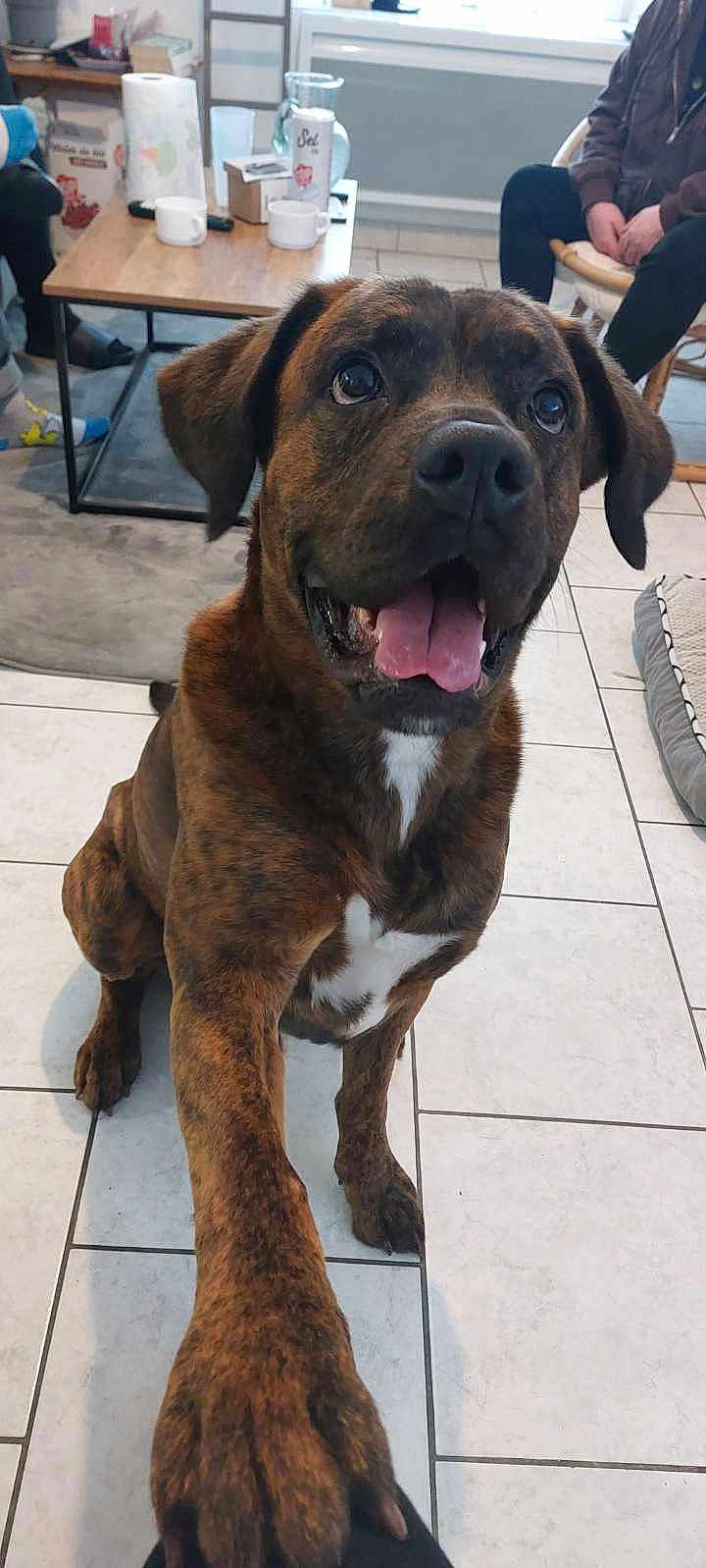 Gribouille participe au concours pour gagner de l'argent avec cette photo : dog, brindle, paw, tongue_out, happy, indoor, living_room, tile_floor, person, chair, table, cup, dog_bed, window, smiling, pet, mammal, friendly, household, animal