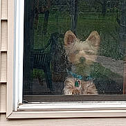 Nova is registered to the contest to win money with this photo: animal, brick, canine, cat, cockerspaniel, curtain, dog, eskimodog, homedecor, hound, husky, linen, nature, pet, poodle, puppy, terrier, whitedog, window, windowshade