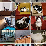 Pluma is registered to the contest to win money with this photo: cat, kitten, black_and_white_cat, tabby_cat, multiple_cats, collage, cardboard_box, window, windowsill, carpet, sleeping, curled_up, sitting, peeking, staring, gazing, indoor, pet, box_nap, cabinet_peek