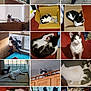 cat, kitten, black_and_white_cat, tabby_cat, multiple_cats, collage, cardboard_box, window, windowsill, carpet, sleeping, curled_up, sitting, peeking, staring, gazing, indoor, pet, box_nap, cabinet_peek