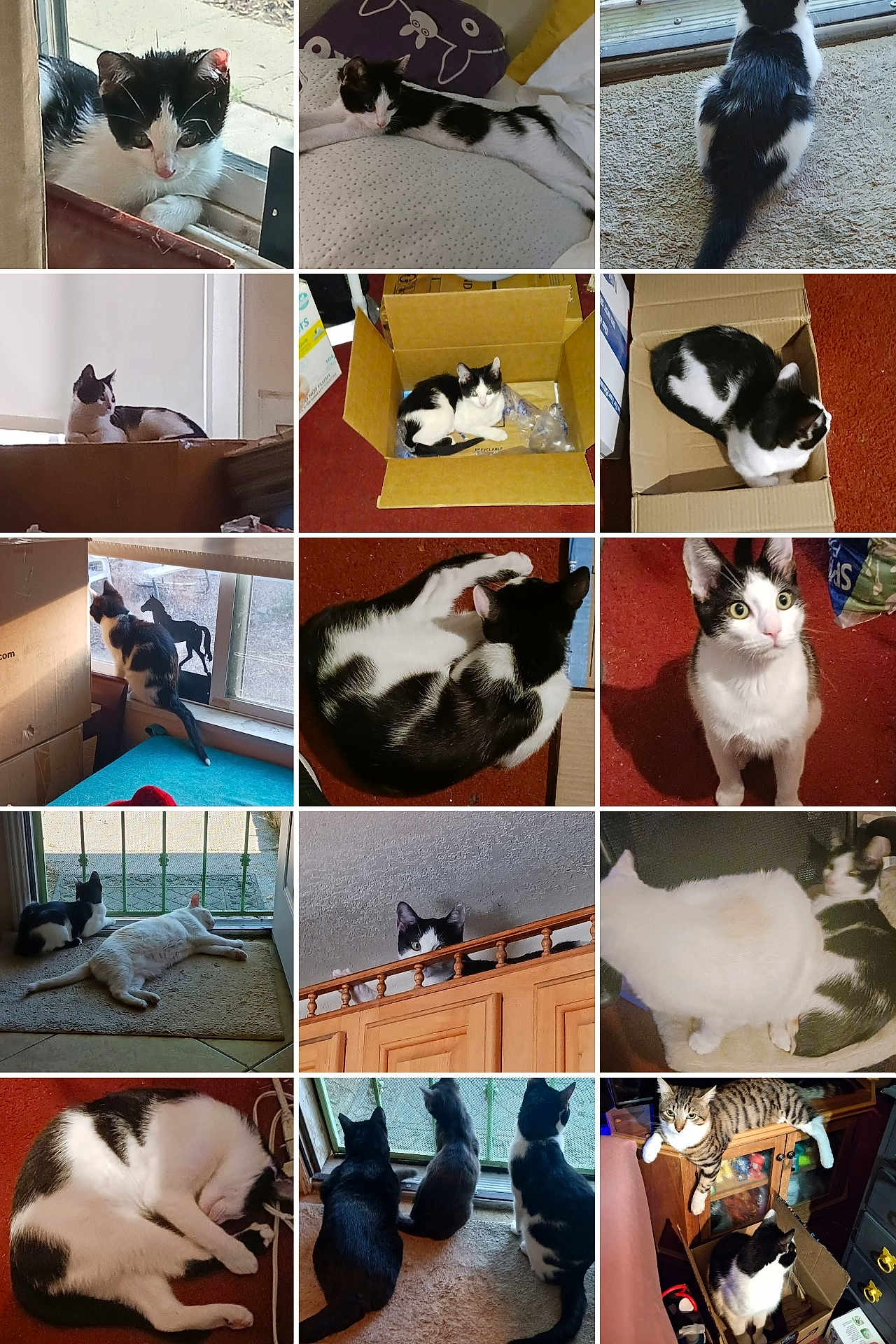 Pluma is registered to the contest to win money with this photo: cat, kitten, black_and_white_cat, tabby_cat, multiple_cats, collage, cardboard_box, window, windowsill, carpet, sleeping, curled_up, sitting, peeking, staring, gazing, indoor, pet, box_nap, cabinet_peek