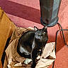black_cat, cardboard_box, corner, cozy_spot, curled_up, flooring, indoor, packing_paper, pet, playful, power_cord, red_carpet, shadow, shiny_fur, sitting, sock, tower_fan, whiskers, wide_eyes, wooden_cabinet