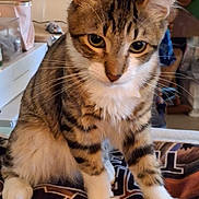 Tiger is registered to the contest to win money with this photo: blanket, cat, close_up, curious, domestic_cat, ears, eyes, fur, furniture, indoor, muzzle, paws, pet, portrait, portraiture, sitting, stripes, tabby_cat, whiskers, white_paws