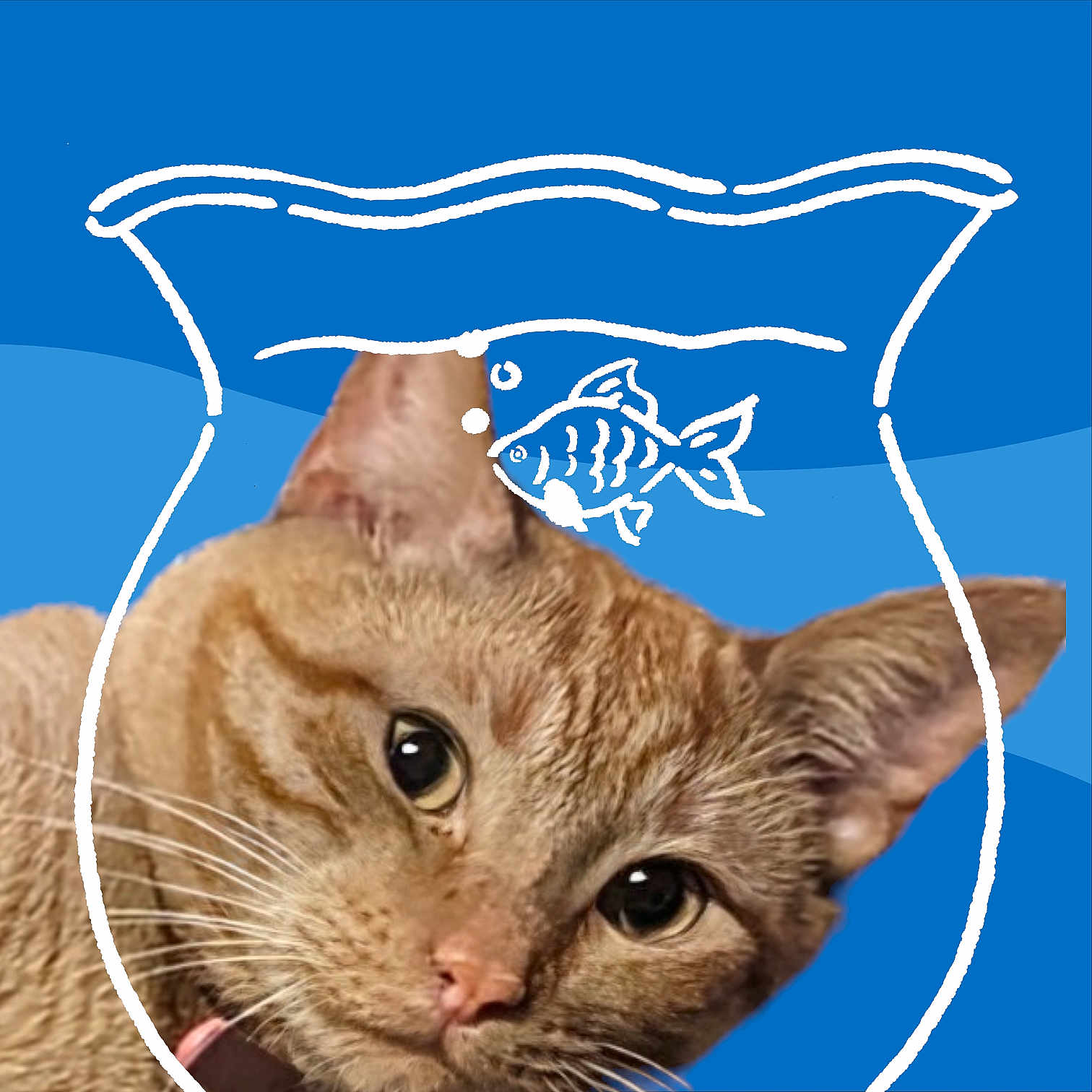 Tigger is registered to the contest to win money with this photo: abyssinian, advertisement, angora, animal, bag, bodypart, cat, doctor, ear, egyptiancat, envelope, greetingcard, kitten, mail, manx, person, pet, siamese, text