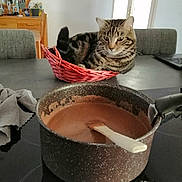 Max participe au concours pour gagner de l'argent avec cette photo : appliance, basket, cat, chair, chocolate, cozy, curious, domestic, furniture, gray, home, indoor, kitchen, pet, pot, reflection, stirring_spoon, tabby_cat, table, wood
