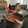 appliance, basket, cat, chair, chocolate, cozy, curious, domestic, furniture, gray, home, indoor, kitchen, pet, pot, reflection, stirring_spoon, tabby_cat, table, wood