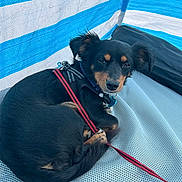 Tic-Tac a rejoint le concours — aidez-le/la à gagner de superbes lots ! dog, black_dog, small_dog, leash, harness, pet, animal, resting, curled_up, close_up, indoor, blue_background, white_background, textured_surface, looking_at_camera, ears_up, fur, cute, calm, sleepy