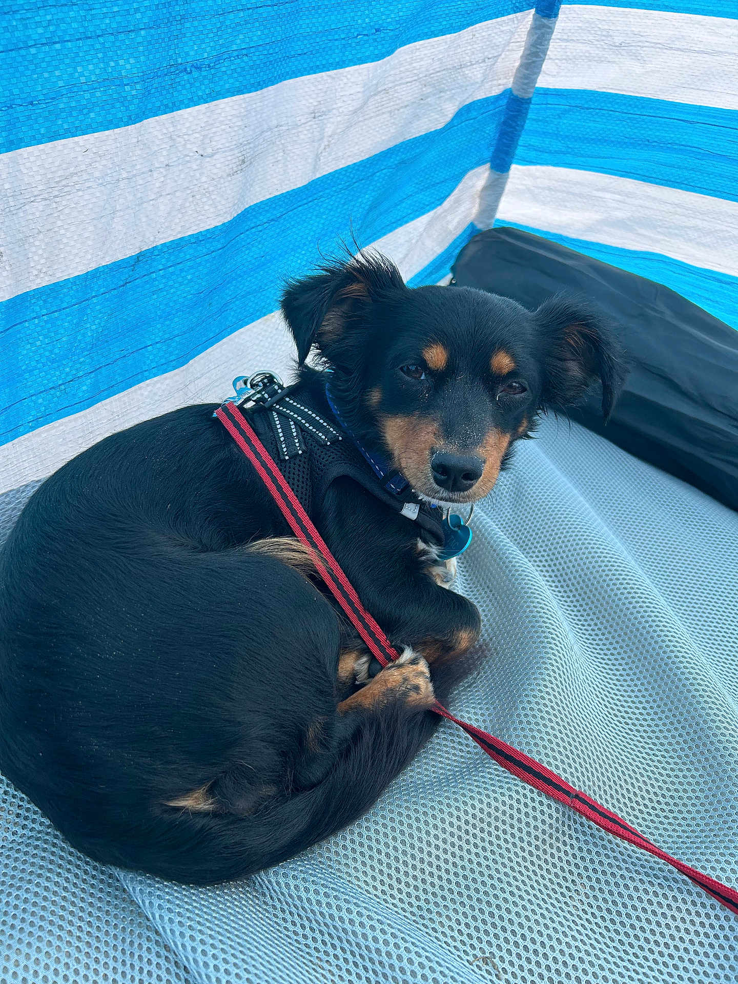 Tic-Tac a rejoint le concours — aidez-le/la à gagner de superbes lots ! dog, black_dog, small_dog, leash, harness, pet, animal, resting, curled_up, close_up, indoor, blue_background, white_background, textured_surface, looking_at_camera, ears_up, fur, cute, calm, sleepy