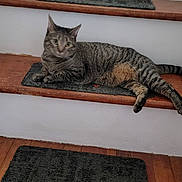 Sabrina is registered to the contest to win money with this photo: cat, tabby_cat, stairs, mat, wooden_floor, indoor, pet, animal, relaxed, feline, curious, brown, gray, striped, laying_down, floor_mat, home, domestic_animal, resting, cozy