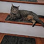 cat, tabby_cat, stairs, mat, wooden_floor, indoor, pet, animal, relaxed, feline, curious, brown, gray, striped, laying_down, floor_mat, home, domestic_animal, resting, cozy